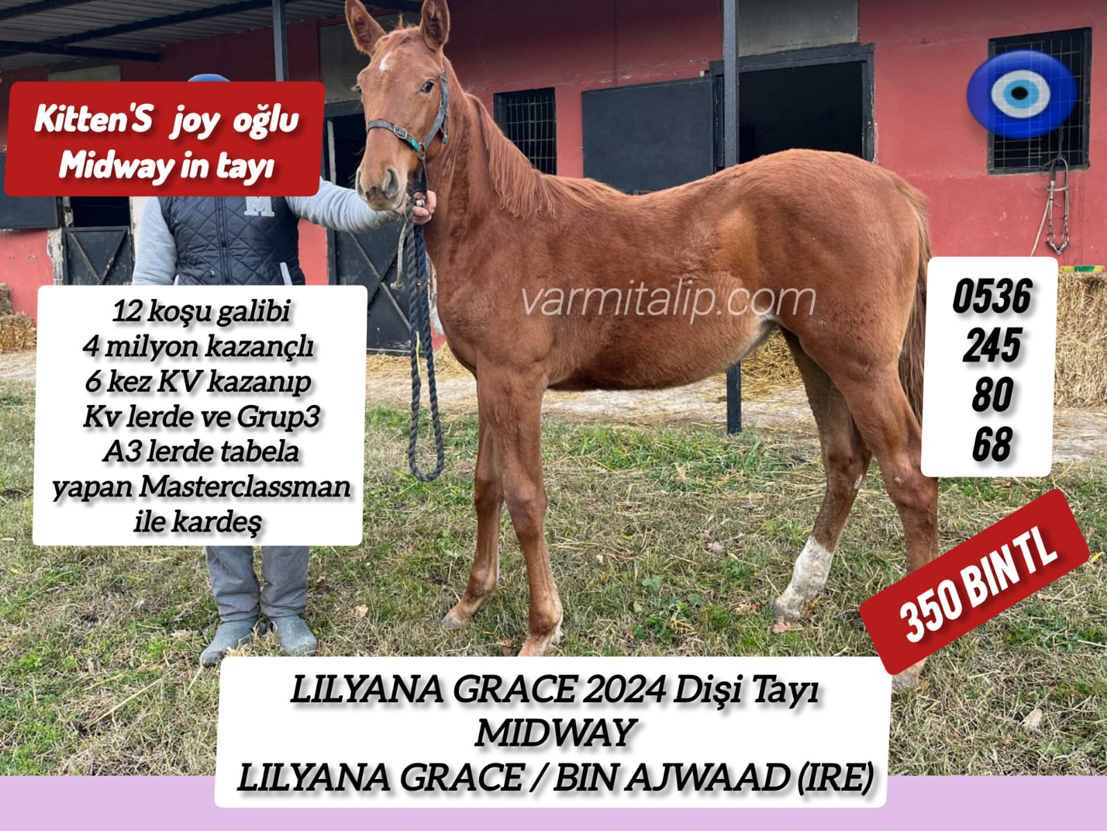 Kitten's Joy oğlu Midway tayı anne:Lilyana Grace, tayımız 4 milyon kazançlı Masterclassman ile kardeş sadece 350 nin tl